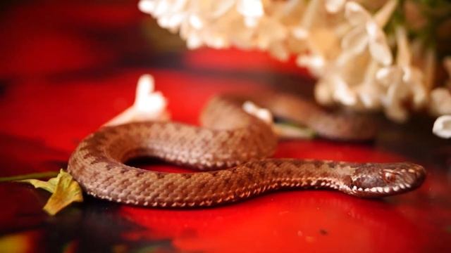 Змеёныш Рыжик в гостях смотреть онлайн
