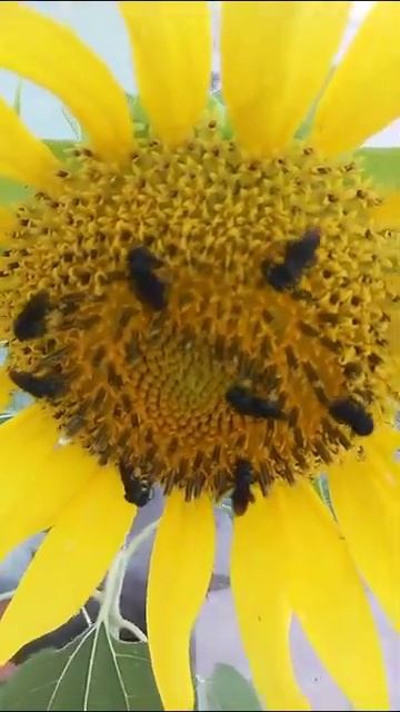 O gira sol sendo polinizado pelas abelhas смотреть онлайн