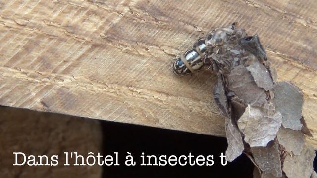 La chenille au fourreau de feuilles ! смотреть онлайн