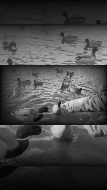 Утка,рука и хлеб) #Shorts смотреть онлайн