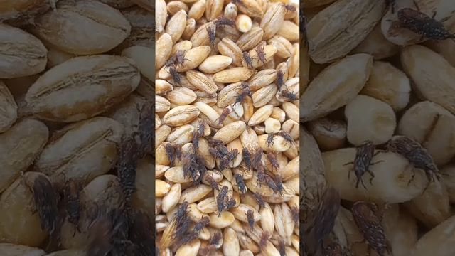 Beetles Are Hunting for Sweet Wheat. 19.august.2022. смотреть онлайн