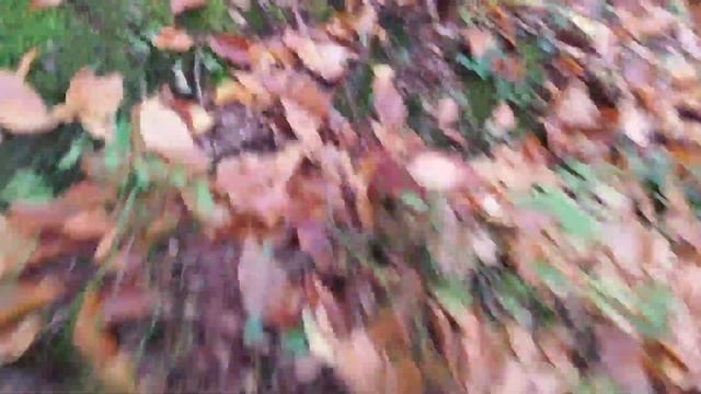 ГІГАНТСЬКІ Білі Гриби в Забутому Лісі. Білі Гриби в Карпатах. смотреть онлайн