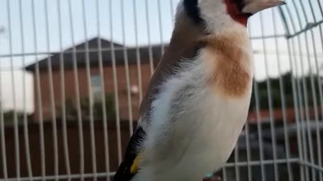 #Пение #Сибирского #исфара #щегол #мултик #птички #мотиваця #исфара #goldfinch #jilguero #cardellin смотреть онлайн