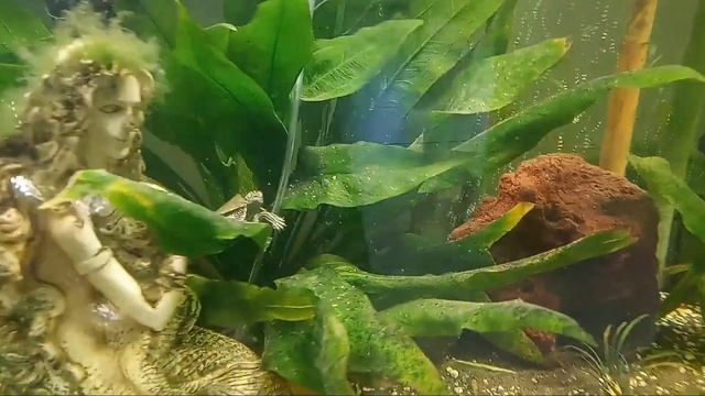 Mis tortuguitas acuáticas 😍🐢 #tortugas #tortugamapa #tortugapavorreal смотреть онлайн