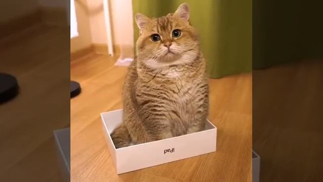 Как поймать кота? | how catch the cat? смотреть онлайн