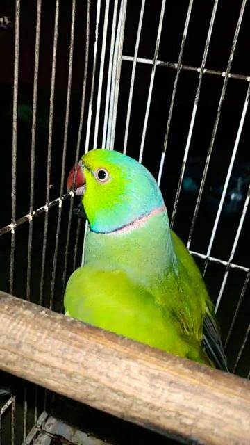 #parrot #amazingfacts смотреть онлайн