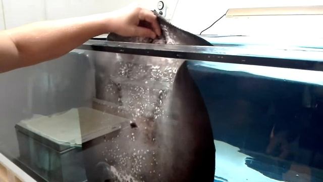 Potamotrygon BD смотреть онлайн