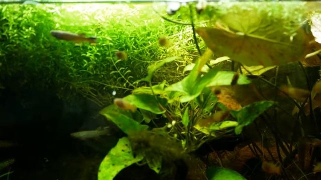 Fundulopanchax scheeli смотреть онлайн