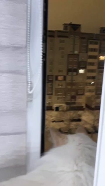 любит смотреть в открытое окно кот Лёва в любое время года смотреть онлайн