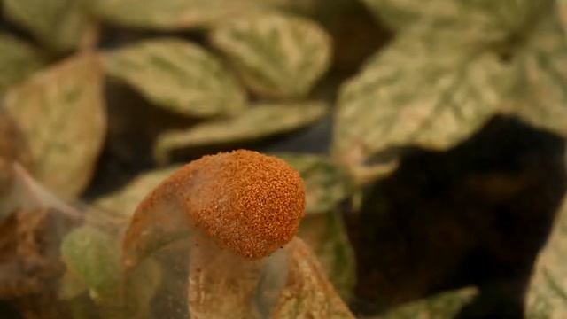 Over wintering Spider Mites 2 смотреть онлайн