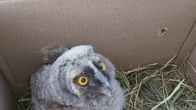 Новички! Ушастый Совёнок и Голубёнок из Брянска. 21.06.222г. смотреть онлайн