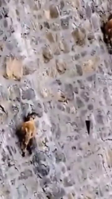 Kambing Gunung si Penentang Gravitasi смотреть онлайн