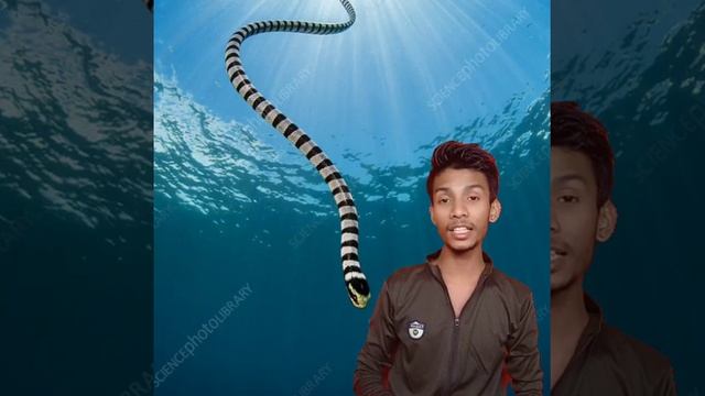Belcher Sea Snake Duniya Ki Sabse Zehrila Saap Hain😱 смотреть онлайн