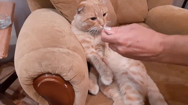 Покушай котик (Вот так мы лопаем макароны) смотреть онлайн