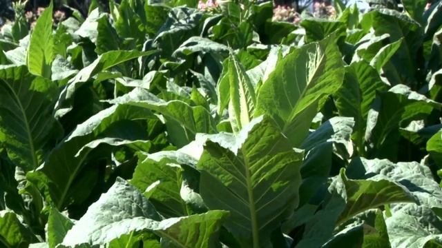 Enfermedades del Tabaco смотреть онлайн