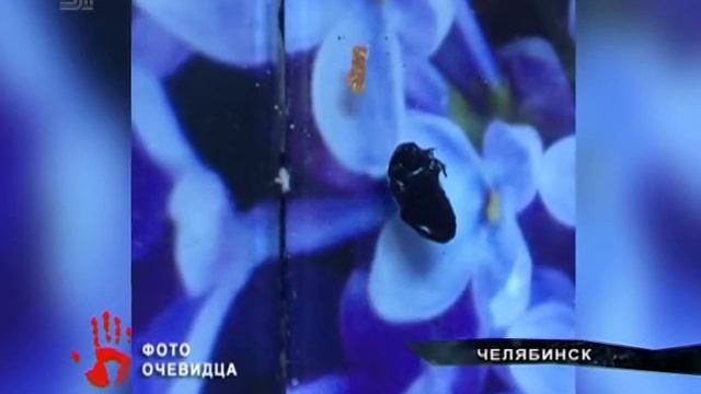 Грибы с тараканом купила челябинка