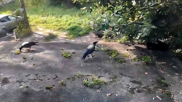 27 июля 2015 г.Наглые вороны чмырят ленивого кота пофигиста смотреть онлайн