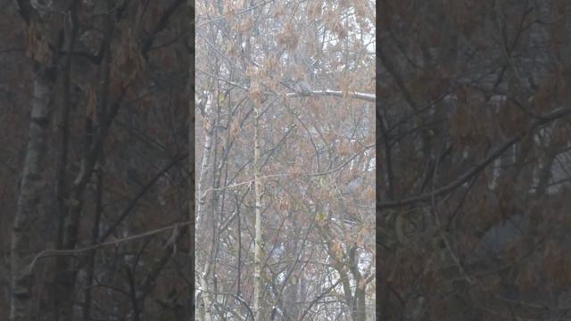 Свиристель смотреть онлайн