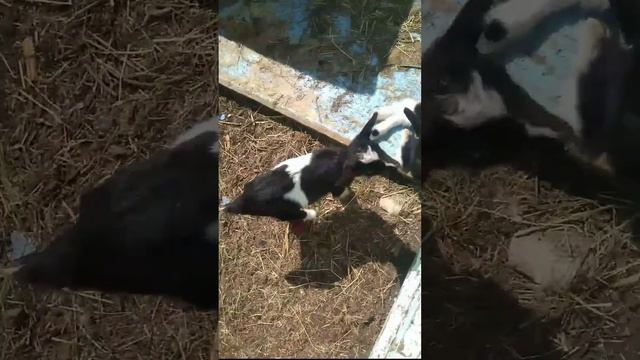 Козлята! В гостях через месяц! смотреть онлайн