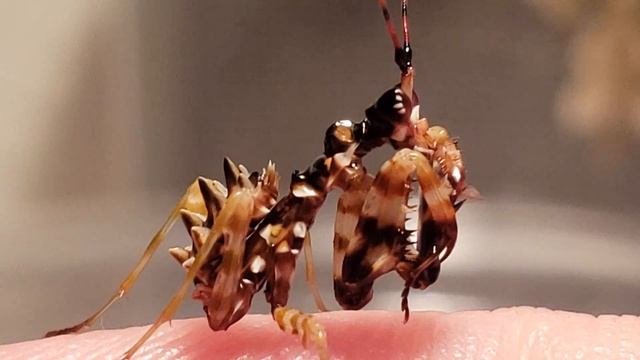 Pseudocreobotra wahlbergi aka spiney flower mantis nymph смотреть онлайн