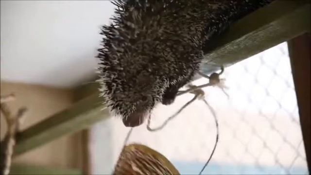 Mammals of the World: Brazilian Porcupine смотреть онлайн