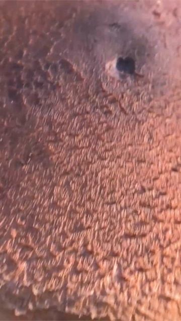 Рядовка чешуйчатая (Tricholoma Imbricatum) Short #shorts