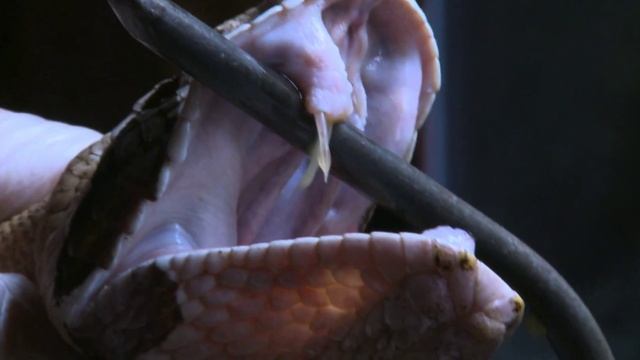 Tropikariets Gabonpuffader visar sina gifttänder смотреть онлайн