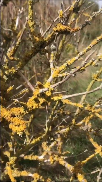 Lichen смотреть онлайн