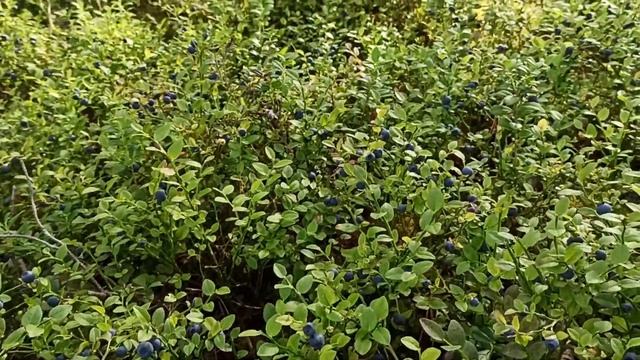 Финляндия на сбор черники уже нету сил...