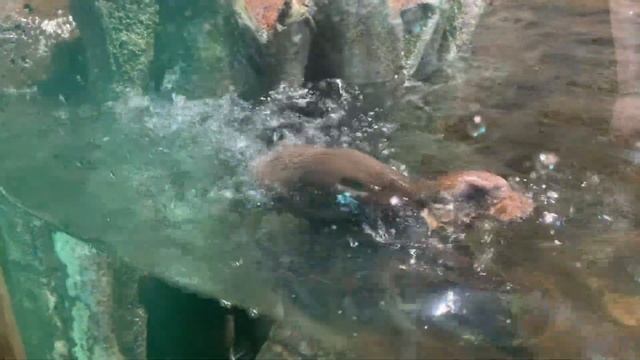 Океанариум 2022 СПб смотреть онлайн