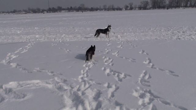 Урааа!!! Снег!!! Свобода!!!_Siberian Husky смотреть онлайн