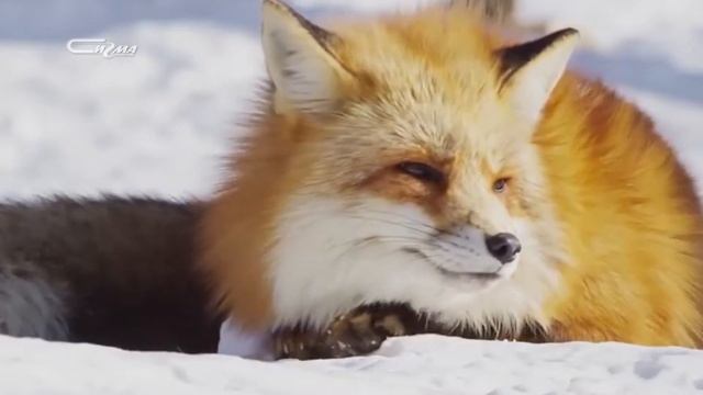 В три строки 24 апреля 2019 смотреть онлайн