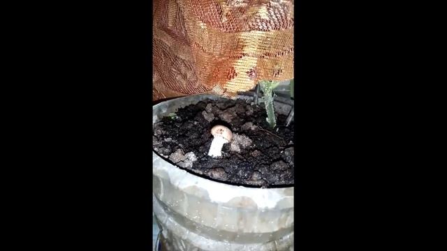 230/ Грибы шампиньоны в горшке с рассадой. смотреть онлайн