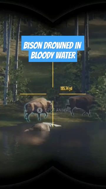 Wade in the water bison theHunter: Call of the Wild Bison 💥 🌊 смотреть онлайн
