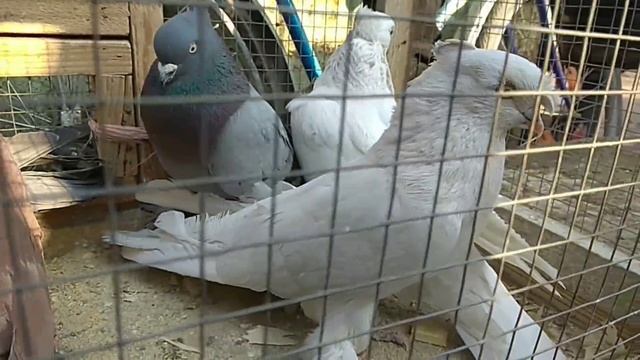 кабутар бозор 12.01.2021 ШАХРИХОН ХОЛДАНБЕК Андижанские голуби#голуби#kabutar bozor#kabootar bazi смотреть онлайн