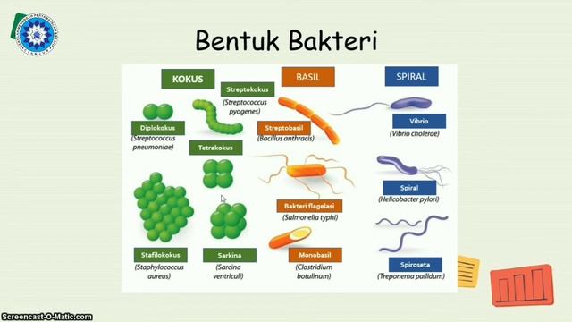 KINGDOM MONERA, PROTISTA, FUNGI