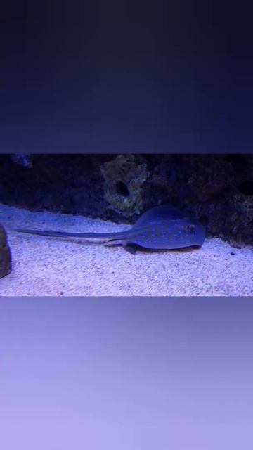 a blue spotted sting ray in an aquarium video #shorts смотреть онлайн