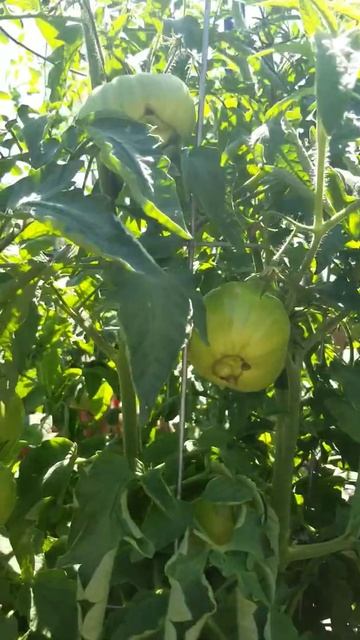 Зверек в моем огороде 😂 кто его видит? смотреть онлайн