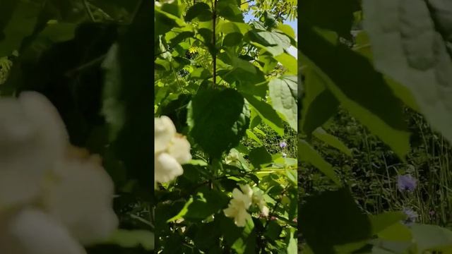 Жасмин/чубушник смотреть онлайн