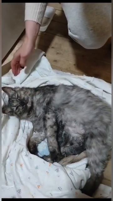 А у нас #сегодня #кошка родила вчера котят🙈Очередная не стерилизованная хозяевами кошка и не нужна смотреть онлайн