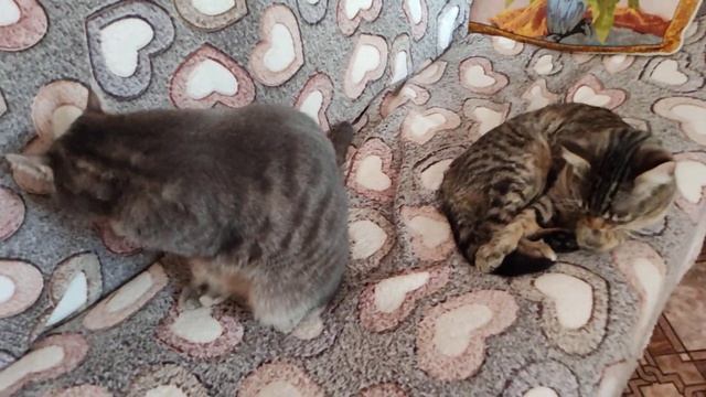 немного котиков) смотреть онлайн