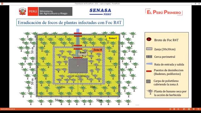 Principales problemas Fitosanitarios del banano de la Región Piura: Fusarium Oxysporum смотреть онлайн