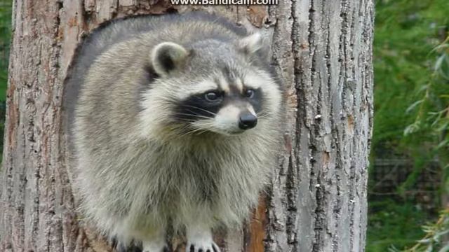 То что вы не зали про енотов #4 смотреть онлайн