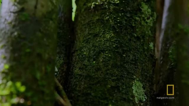 ' Zombie Ant ' Parasite Takes Over Insects Through Mind Control   National Geographic