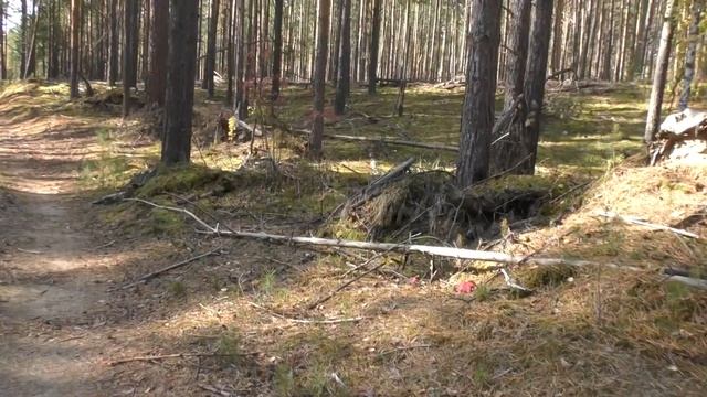 2020 09 20 Сбор белых грибов в районе преддальнего брусничника смотреть онлайн