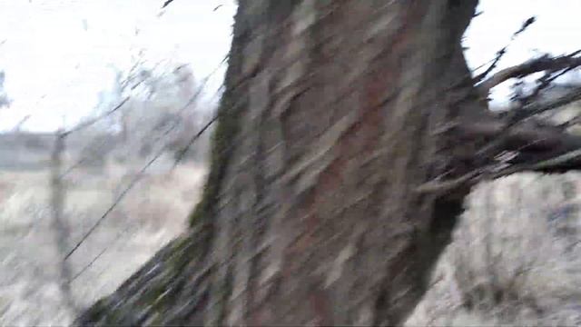 Поход за грибами в средине декабря. смотреть онлайн