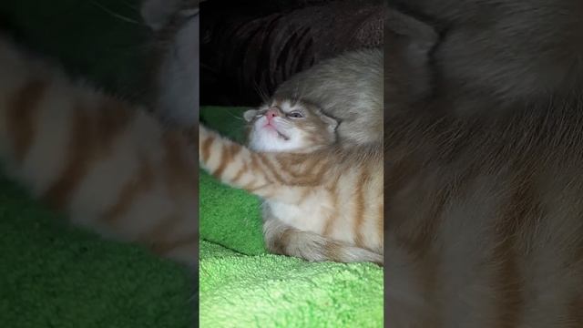 С ДОБРЫМ УТРОМ ОТ КОТЕНКА СИМБЫ))) смотреть онлайн