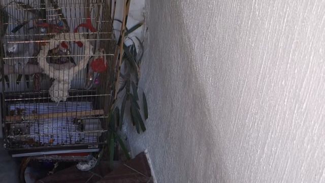 Говорящий попугай Гоша смотреть онлайн