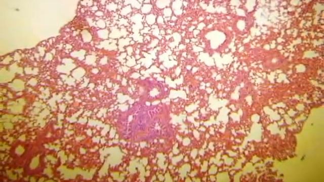 IMAGENS DO CONHECIMENTO - Patrícia Campi смотреть онлайн