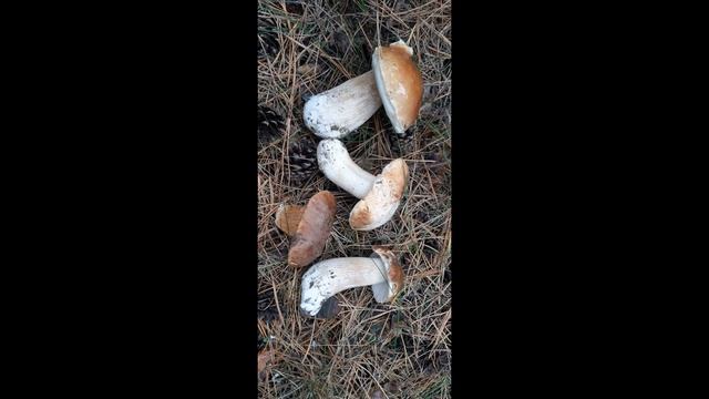 Выгуливаю собакенов, собираю белые грибы.